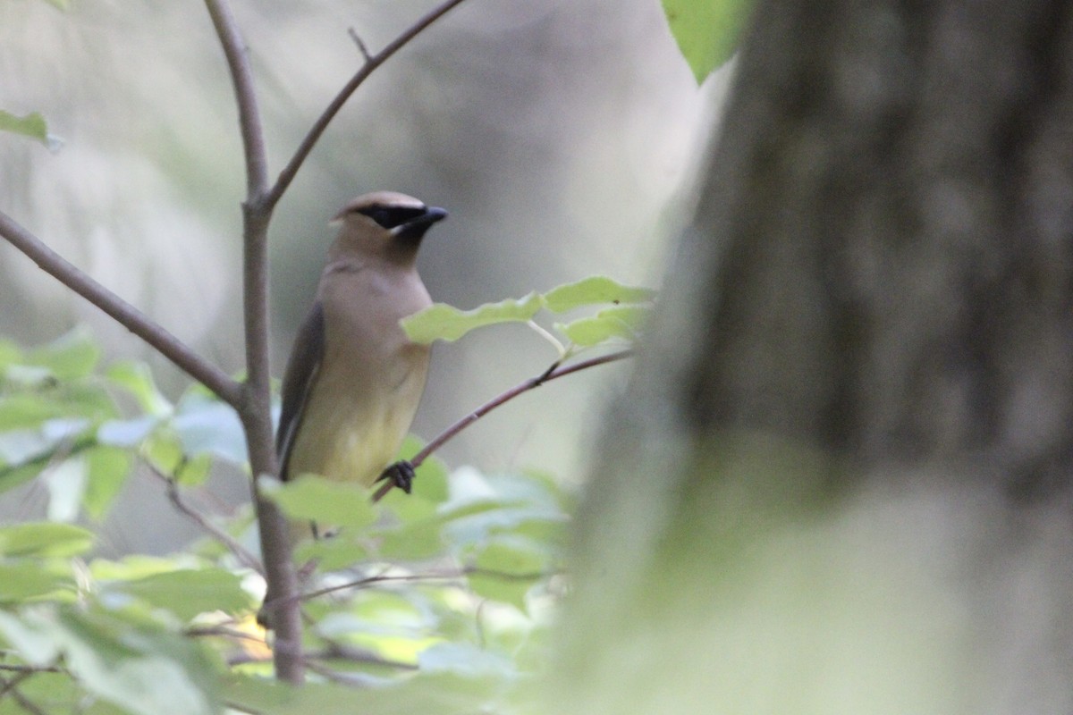 Cedar Waxwing - ML621886530