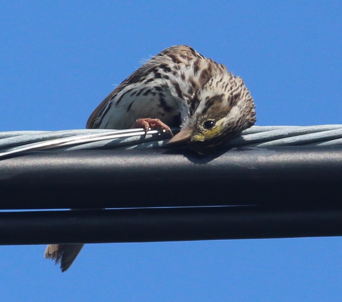 Savannah Sparrow - ML621886534