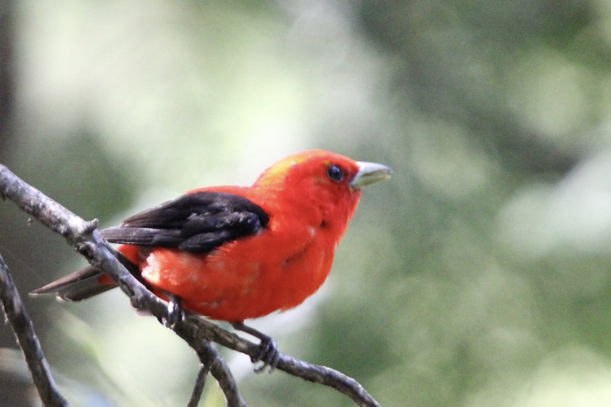 Scarlet Tanager - ML621886536