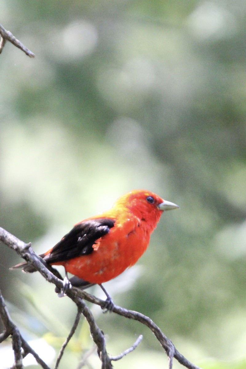 Scarlet Tanager - ML621886537