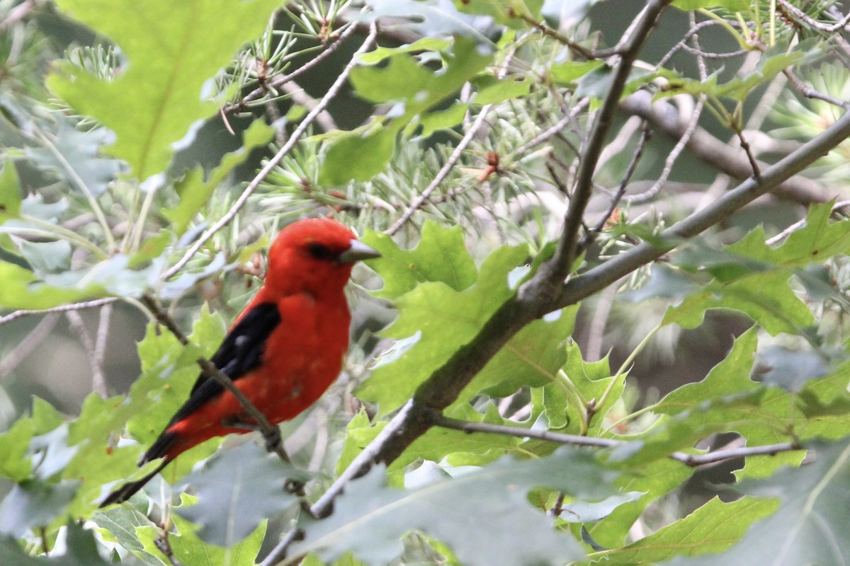 Scarlet Tanager - ML621886538