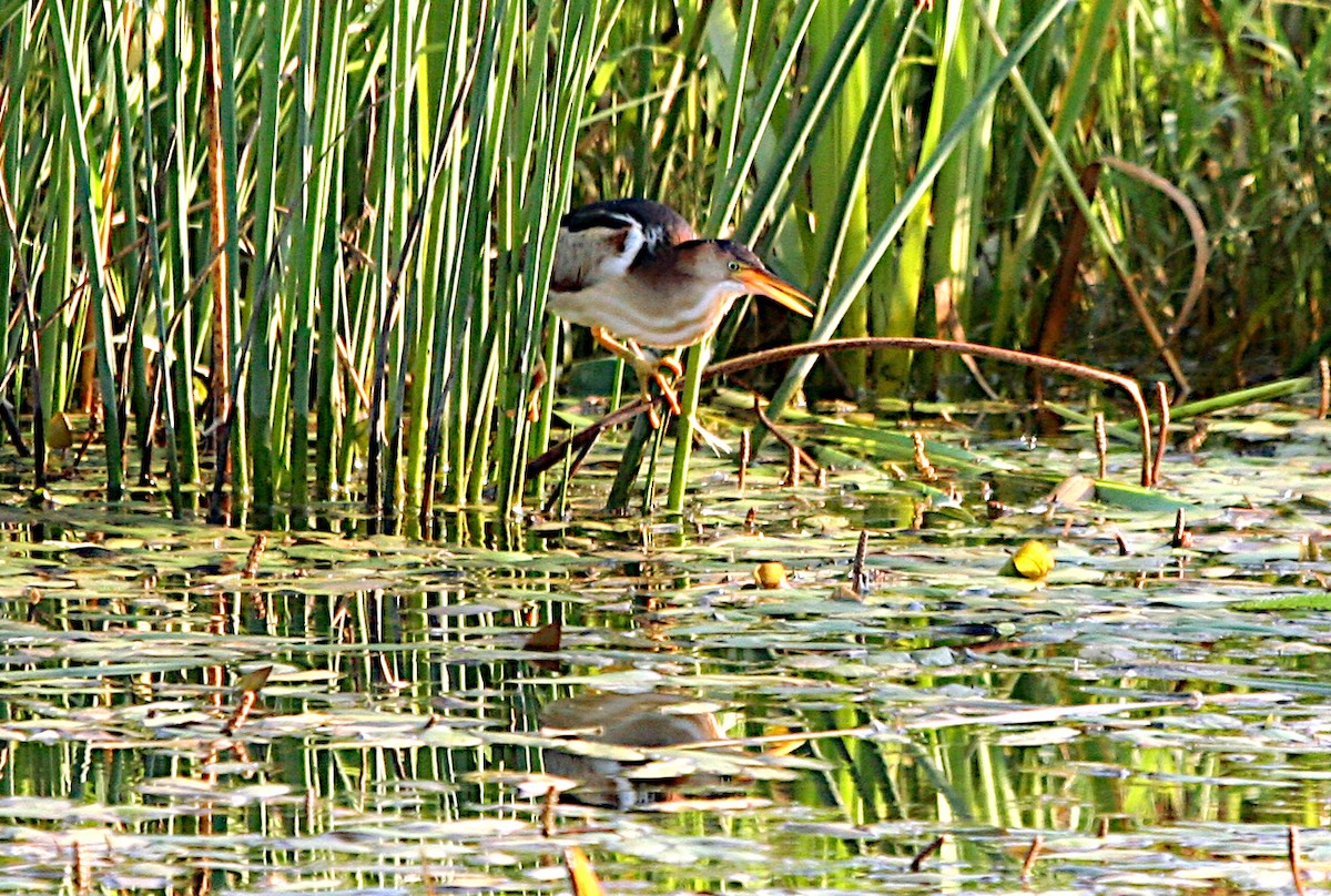 Least Bittern - ML621886540