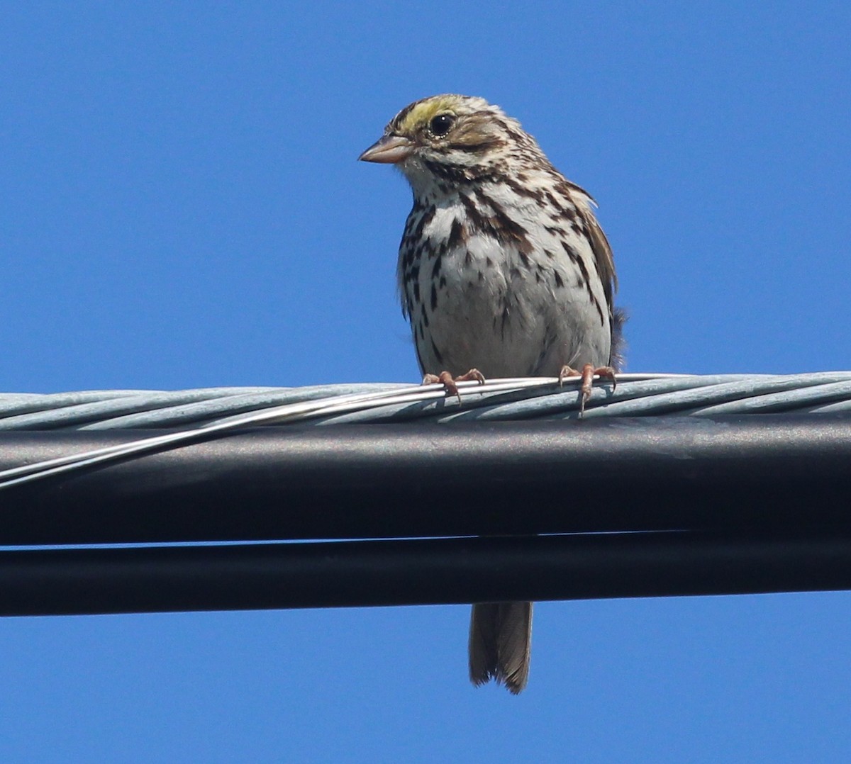 Savannah Sparrow - ML621886541