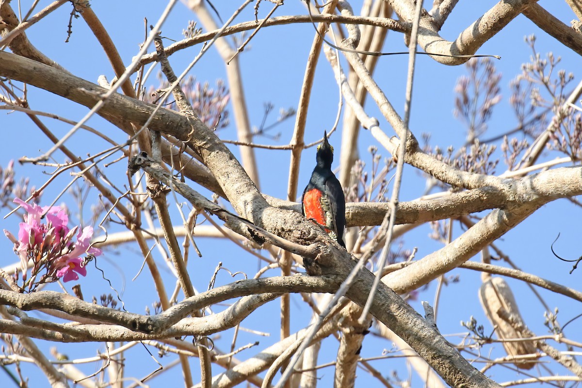 Yellow-tufted Woodpecker - ML621886542