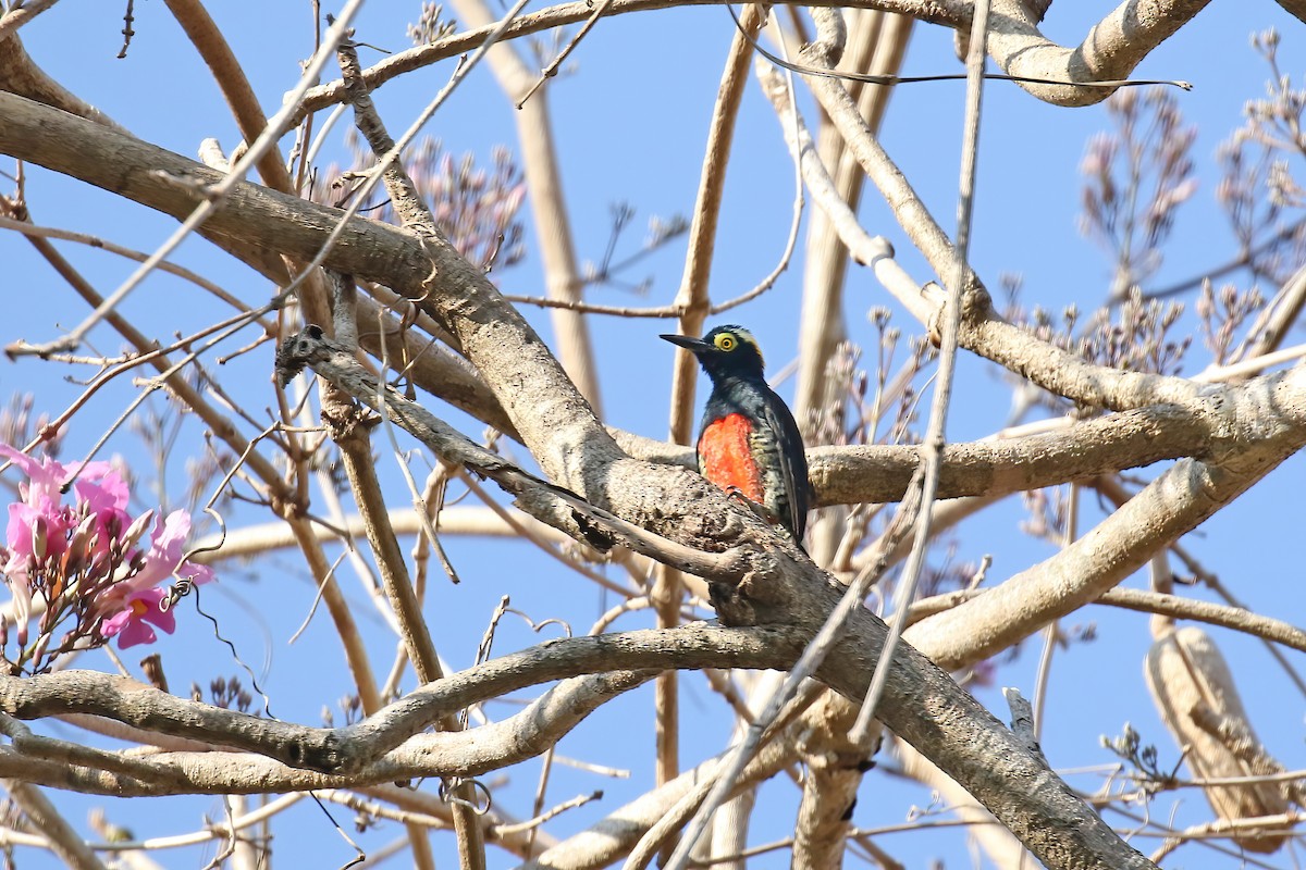 Yellow-tufted Woodpecker - ML621886543