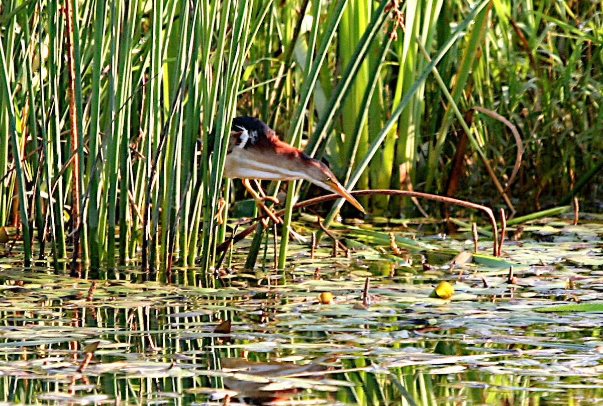 Least Bittern - ML621886550