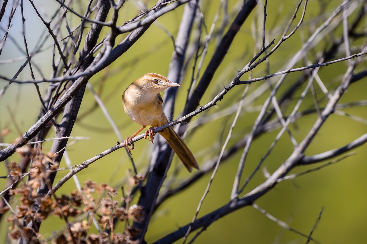 Tawny Grassbird - ML621886552