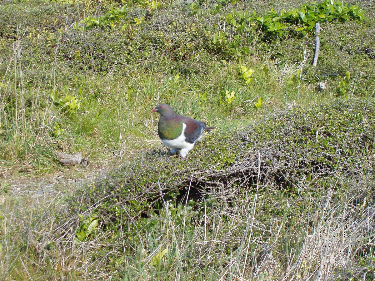 New Zealand Pigeon - Mauricio López