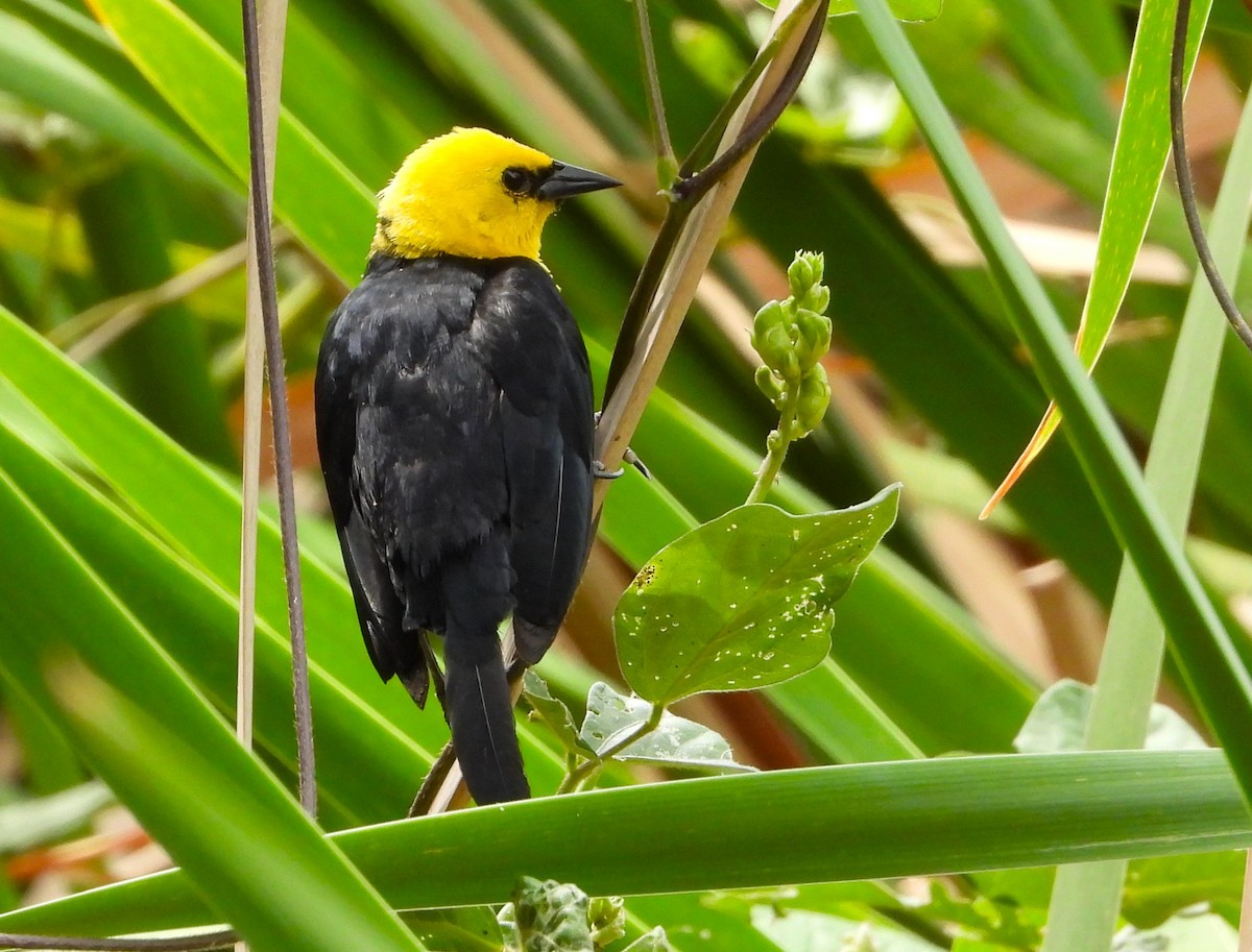 Yellow-hooded Blackbird - ML621886576