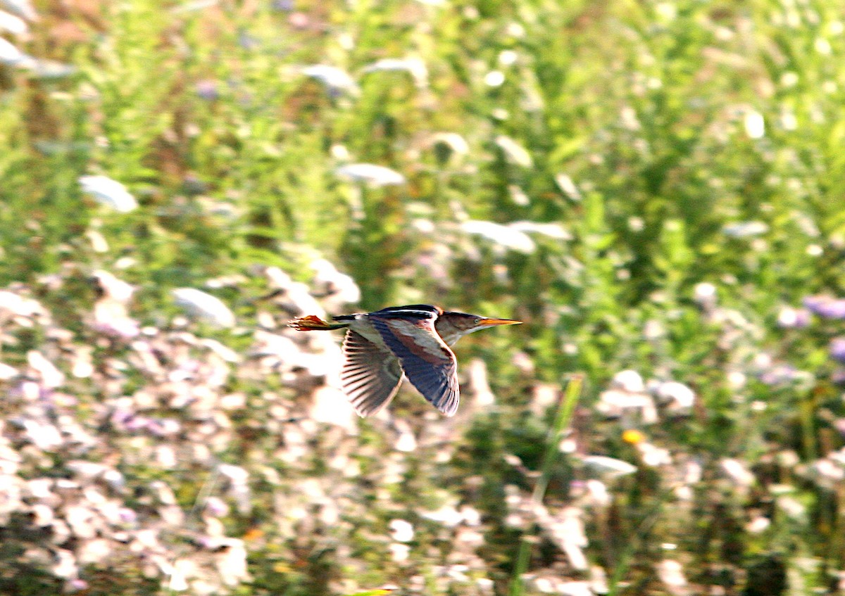 Least Bittern - ML621886582