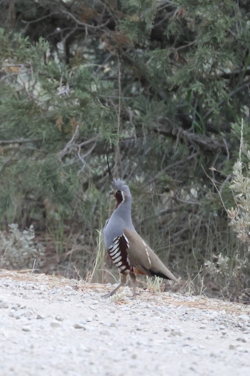 Mountain Quail - ML621886585