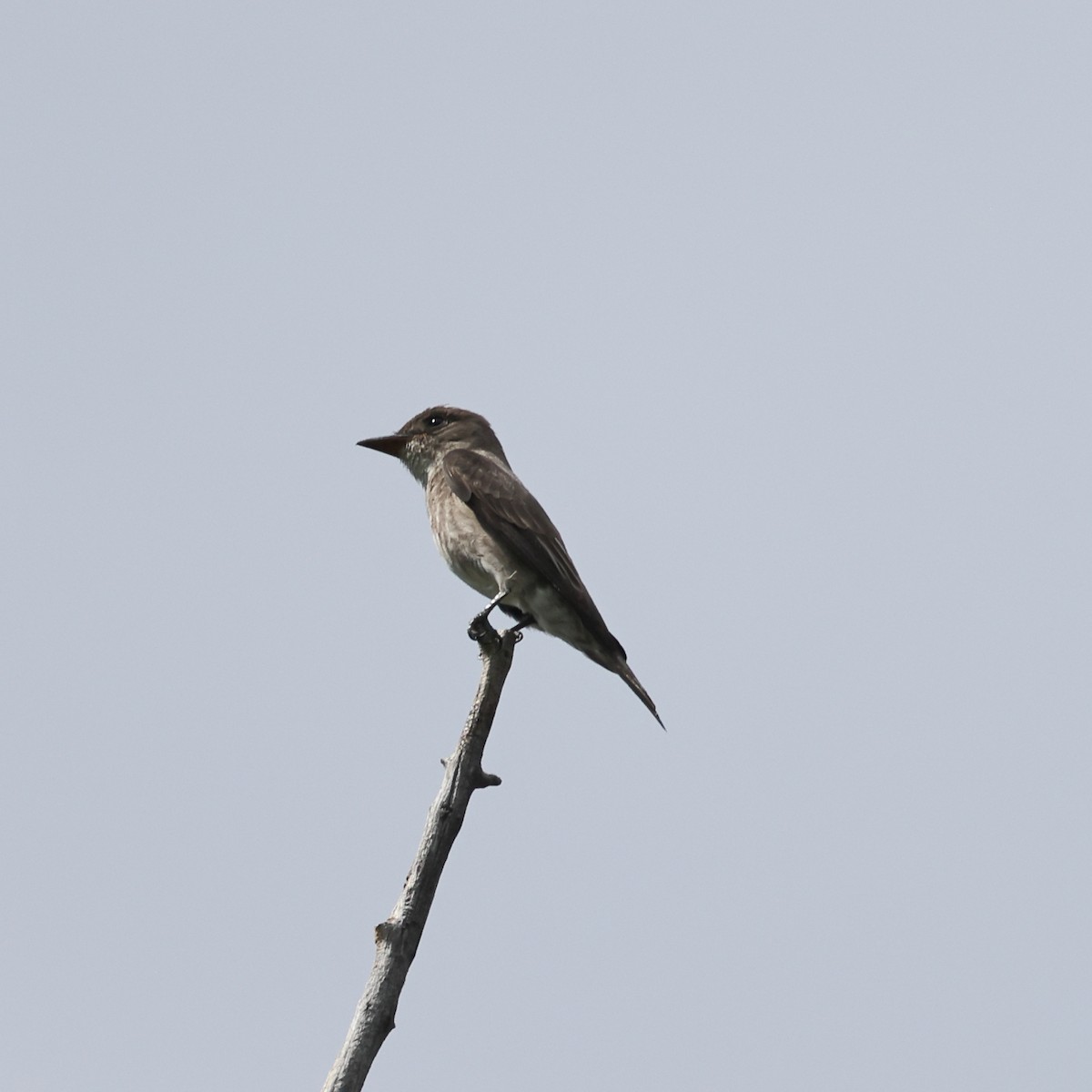 Olive-sided Flycatcher - Gregory Luckert