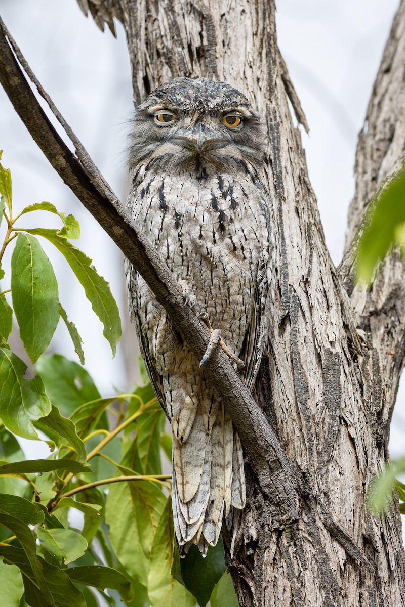 Tawny Frogmouth - Luke Shelley