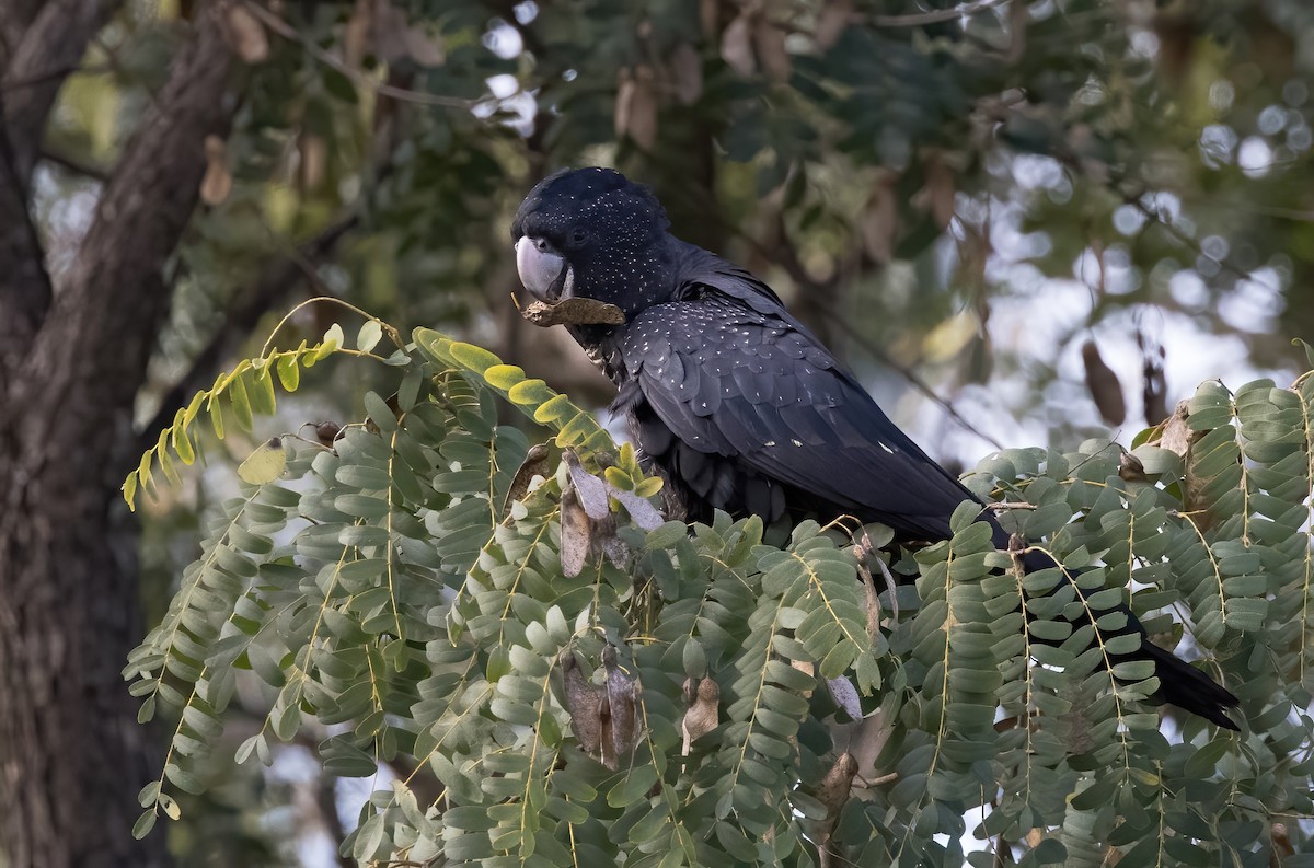 Red-tailed Black-Cockatoo - ML621886601
