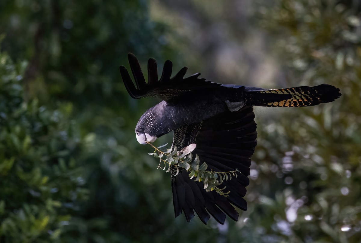 Red-tailed Black-Cockatoo - ML621886602