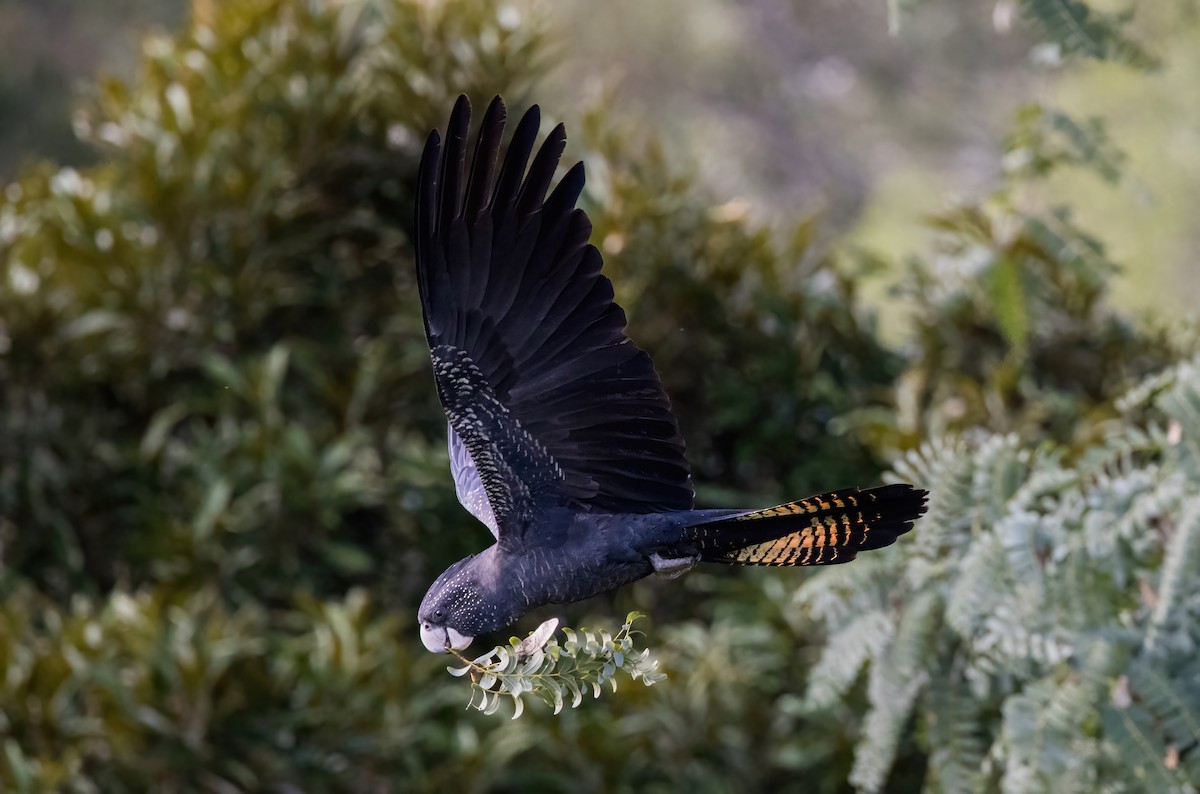 Red-tailed Black-Cockatoo - ML621886603