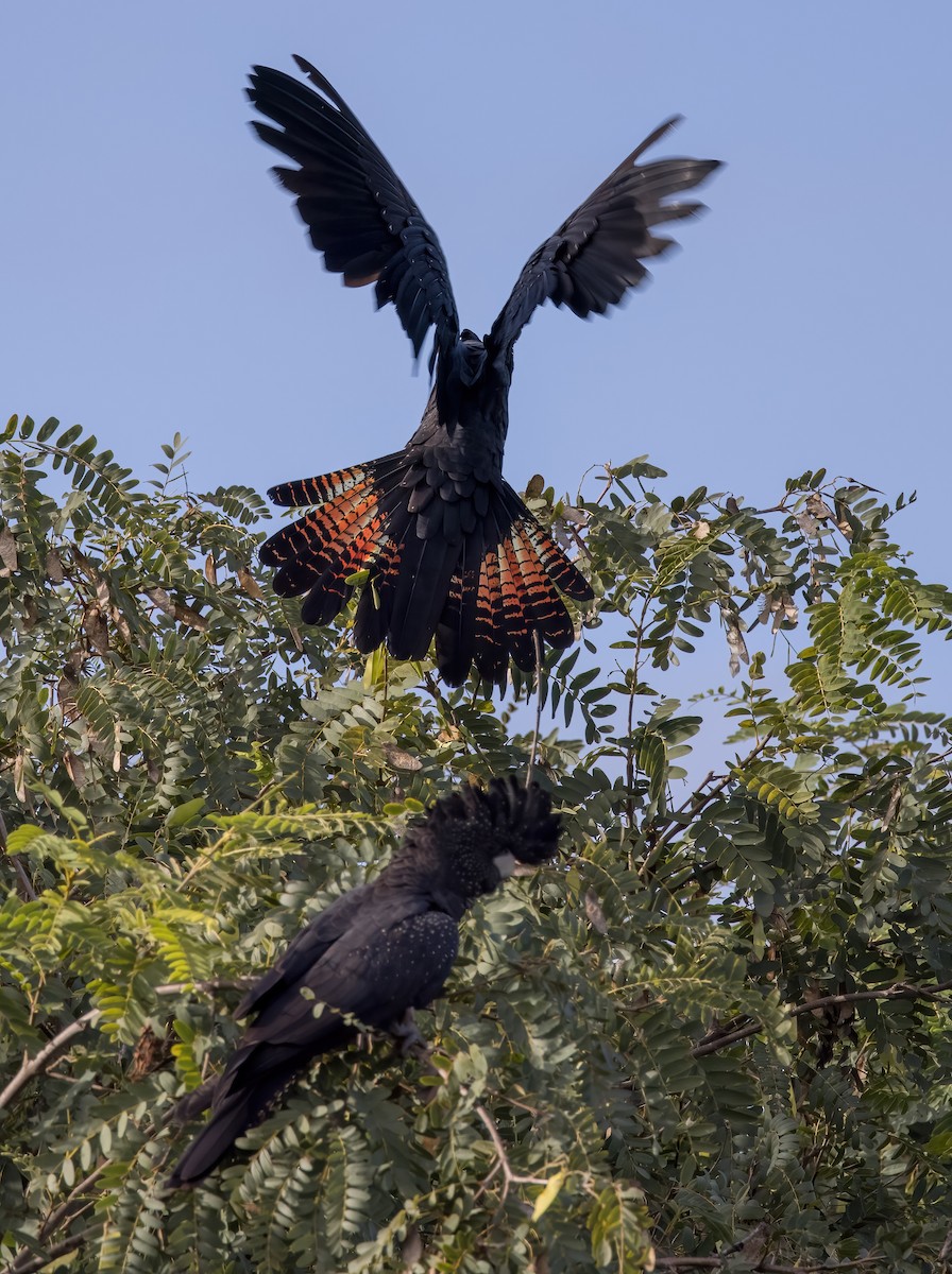 Red-tailed Black-Cockatoo - ML621886604