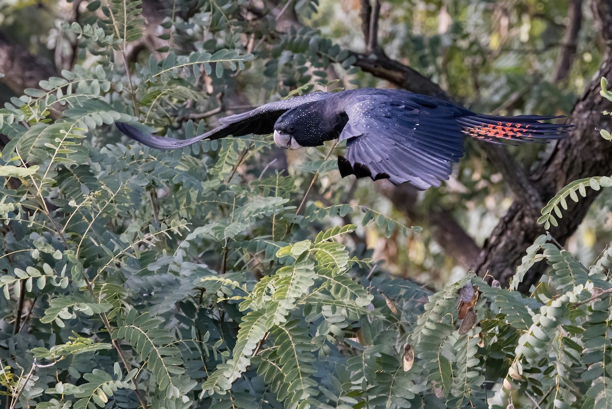 Red-tailed Black-Cockatoo - ML621886605