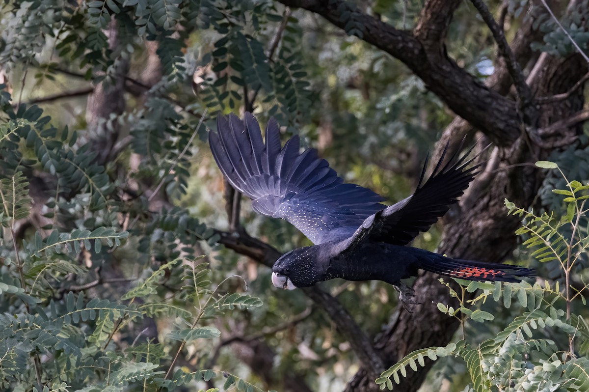 Red-tailed Black-Cockatoo - ML621886606