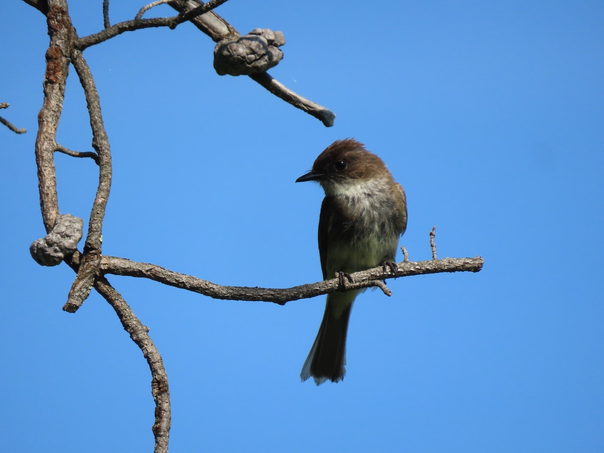 Eastern Phoebe - ML621886607