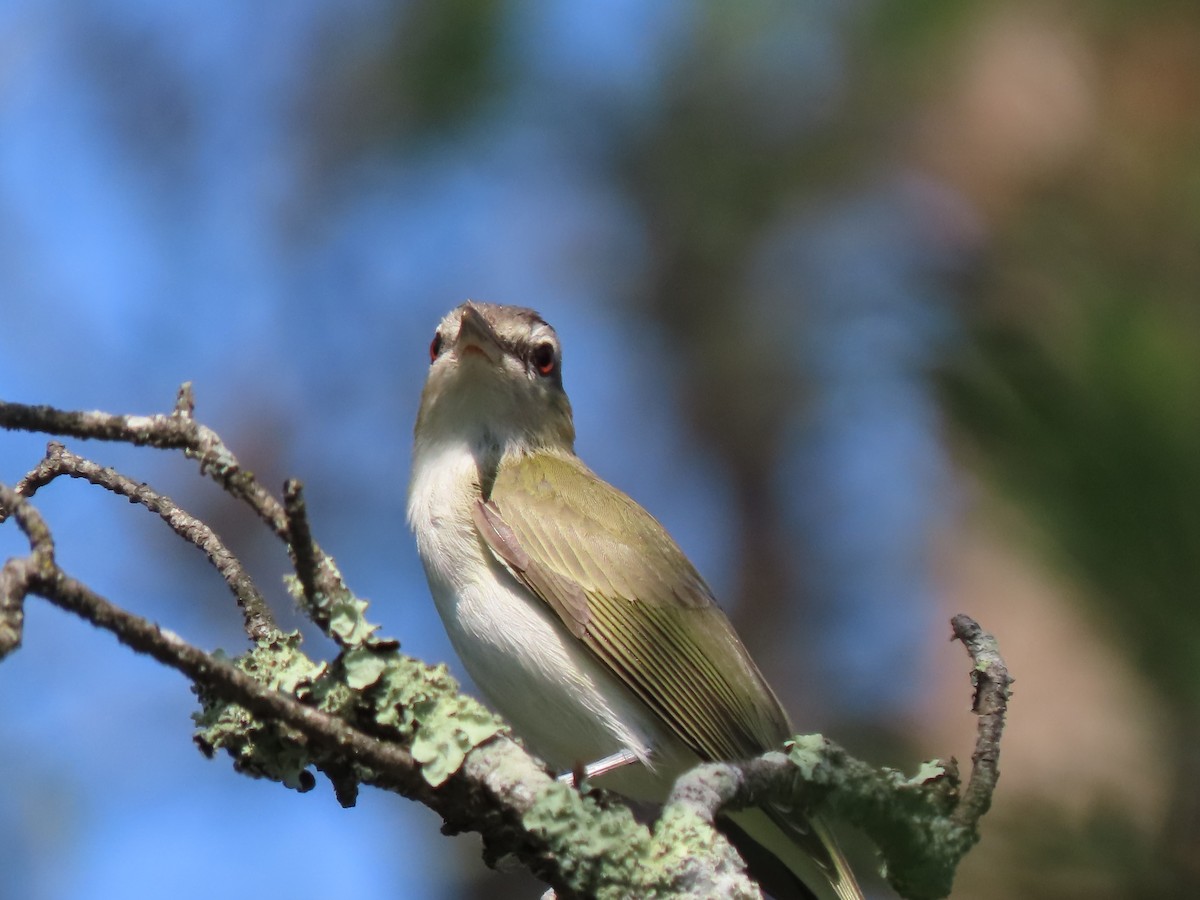 Red-eyed Vireo - ML621886608