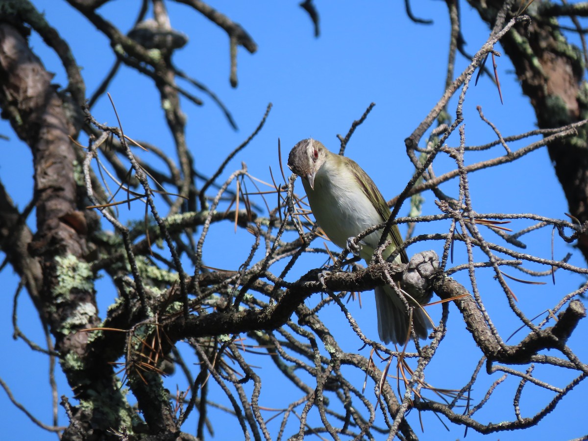 Red-eyed Vireo - ML621886609