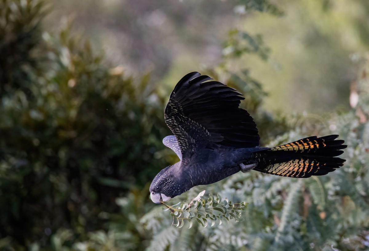 Red-tailed Black-Cockatoo - ML621886679