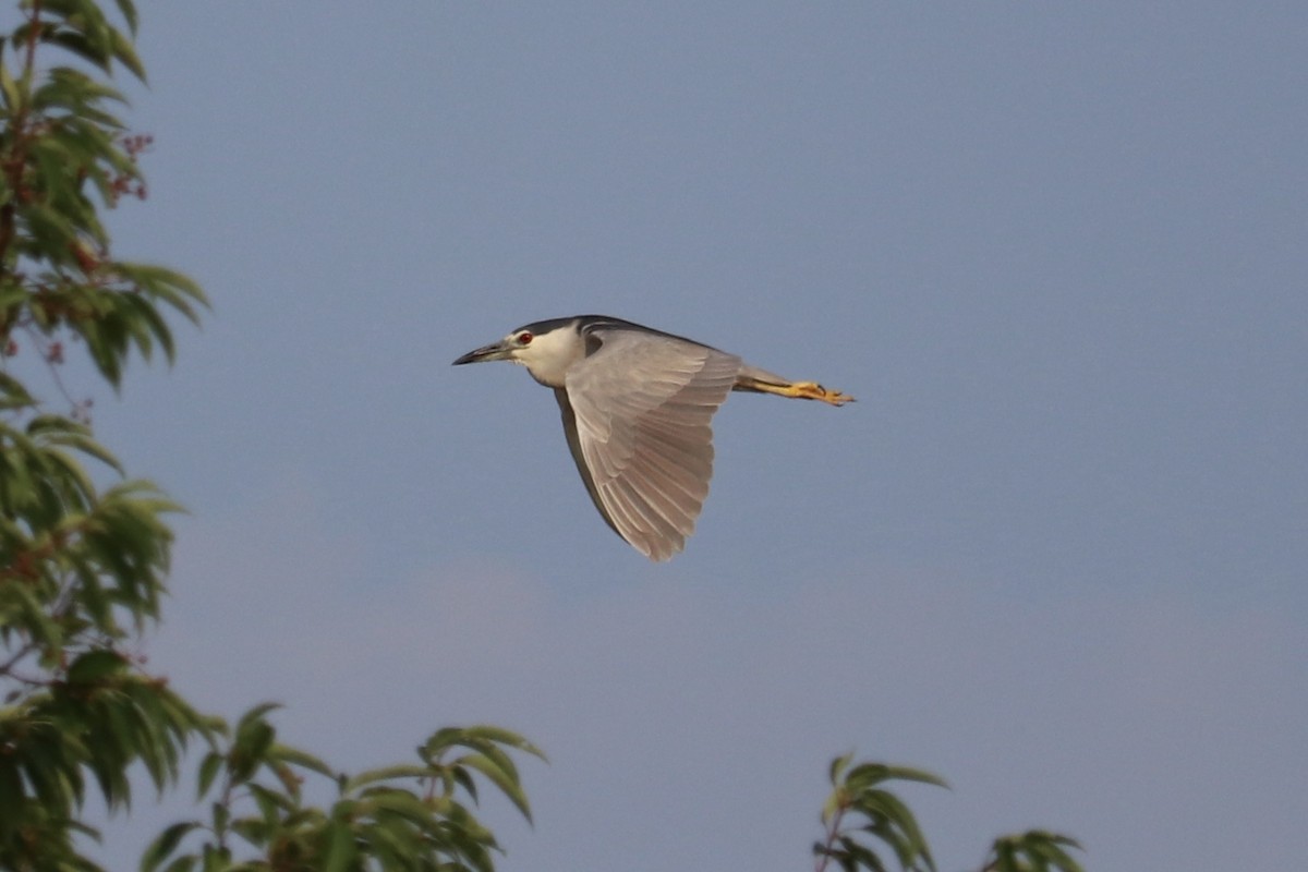 Black-crowned Night Heron - Oskar Mattes