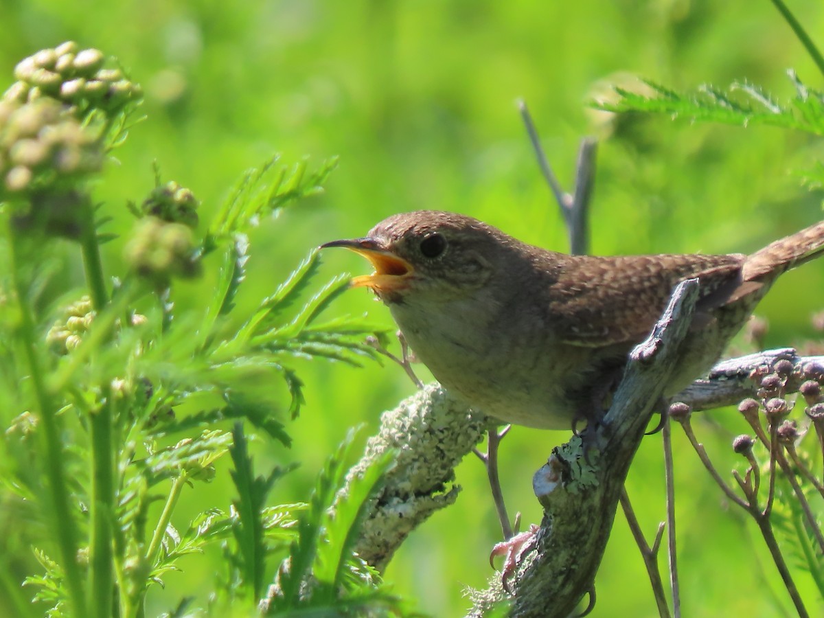 House Wren - ML621886727