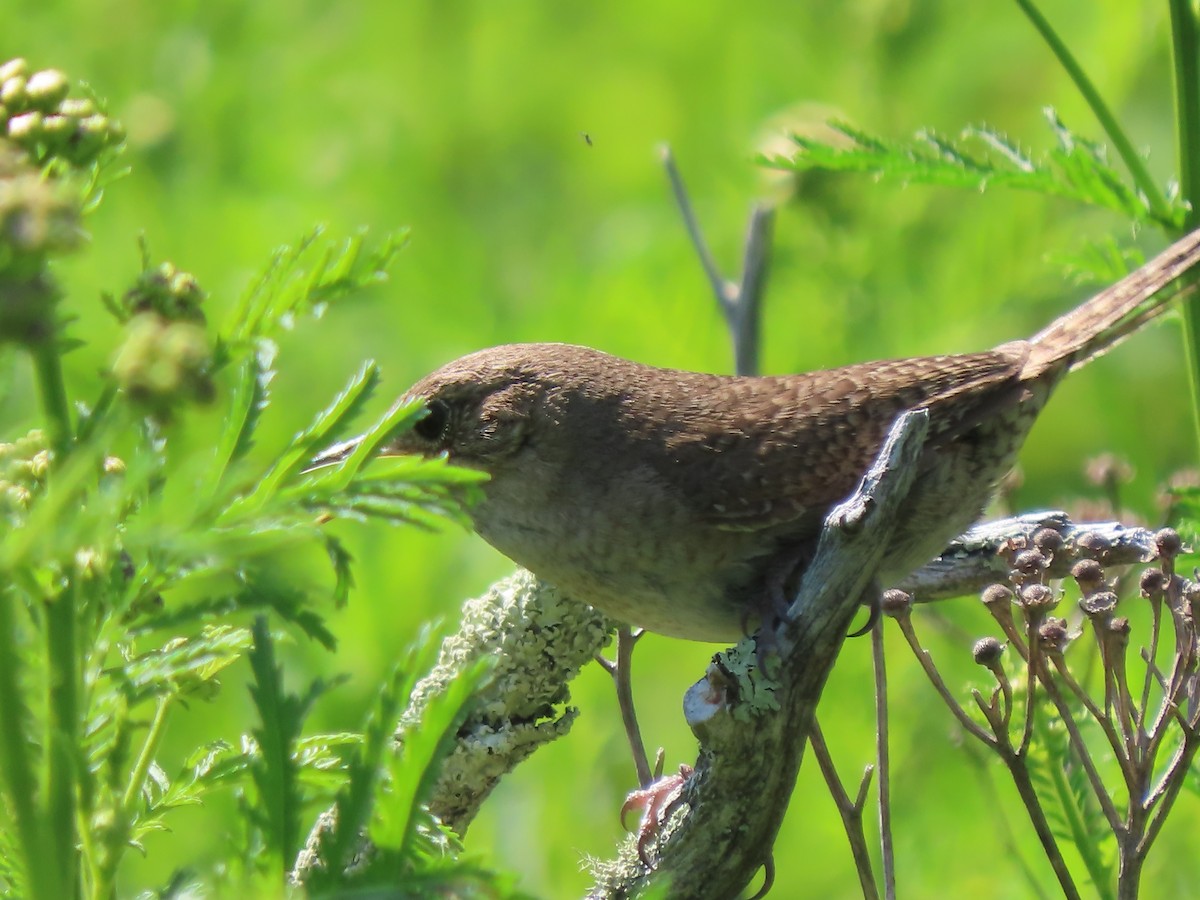 House Wren - ML621886728