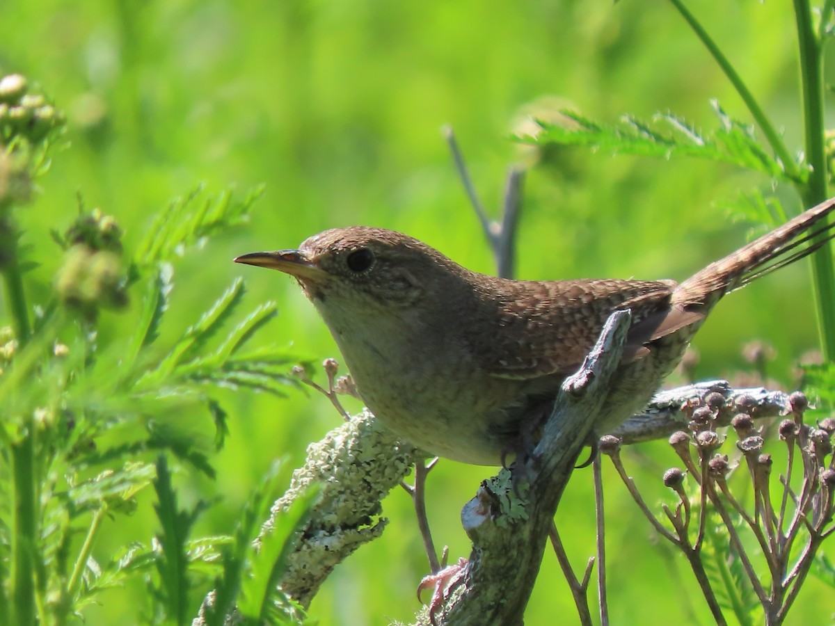 House Wren - ML621886729