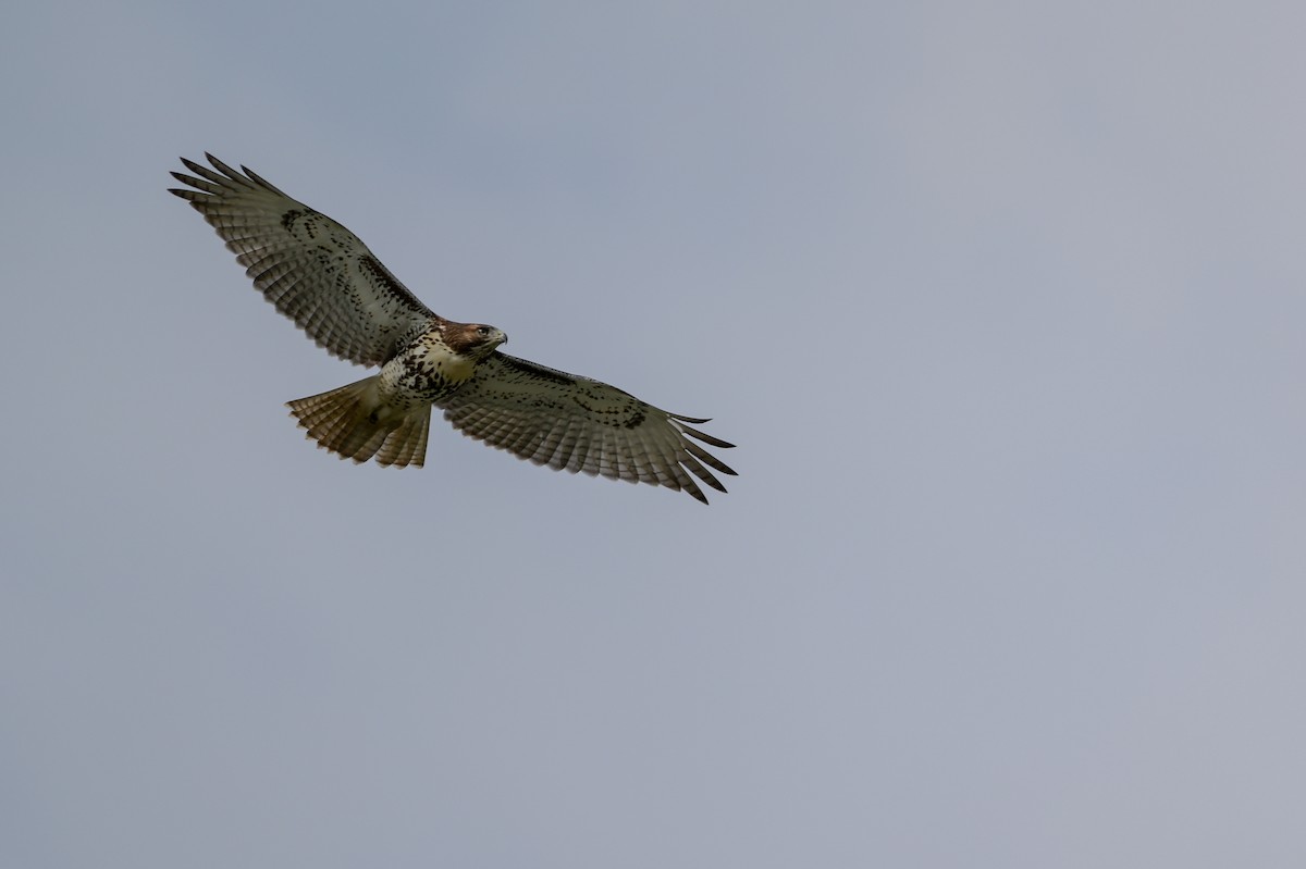 Red-tailed Hawk - ML621886752