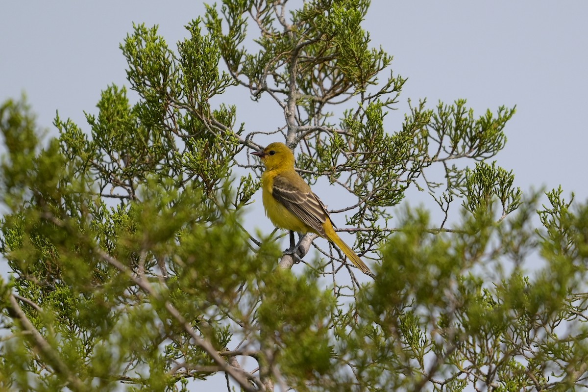 Orchard Oriole - ML621886768