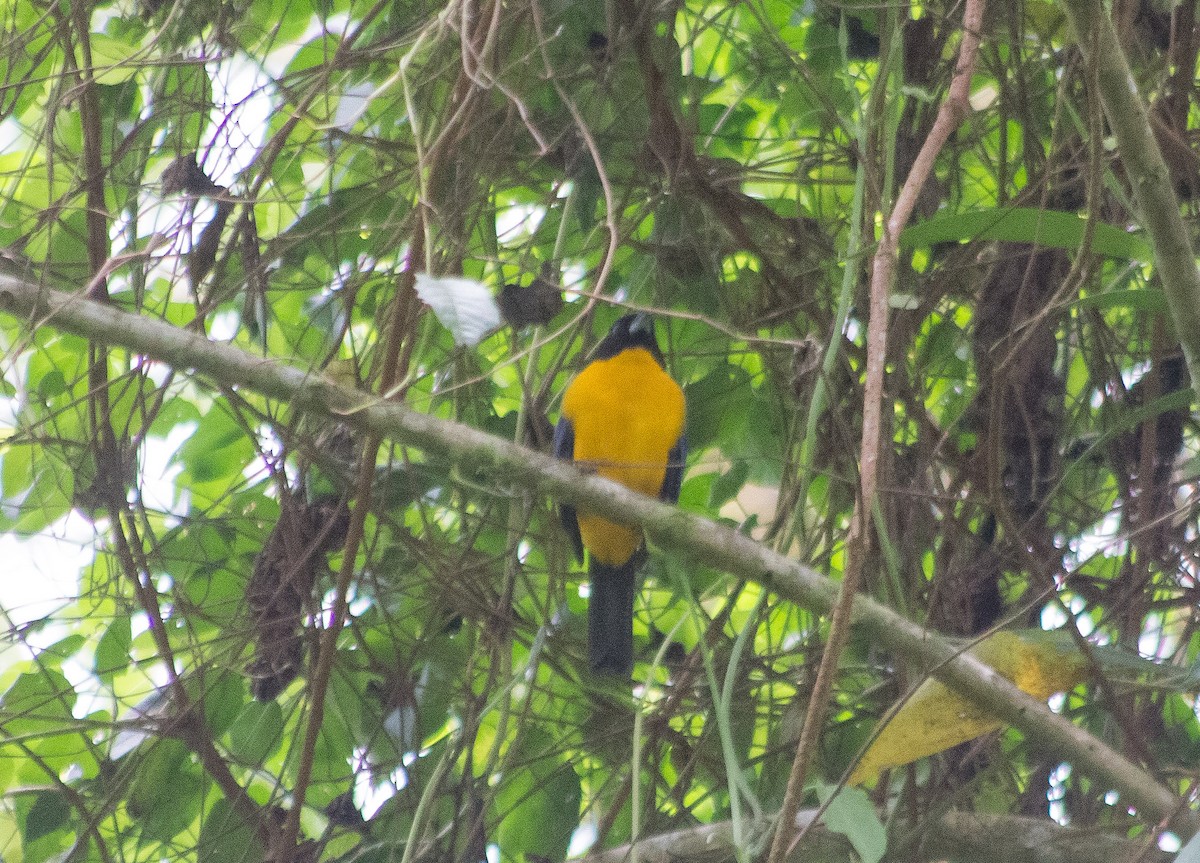 Black-chinned Mountain Tanager - ML621886771