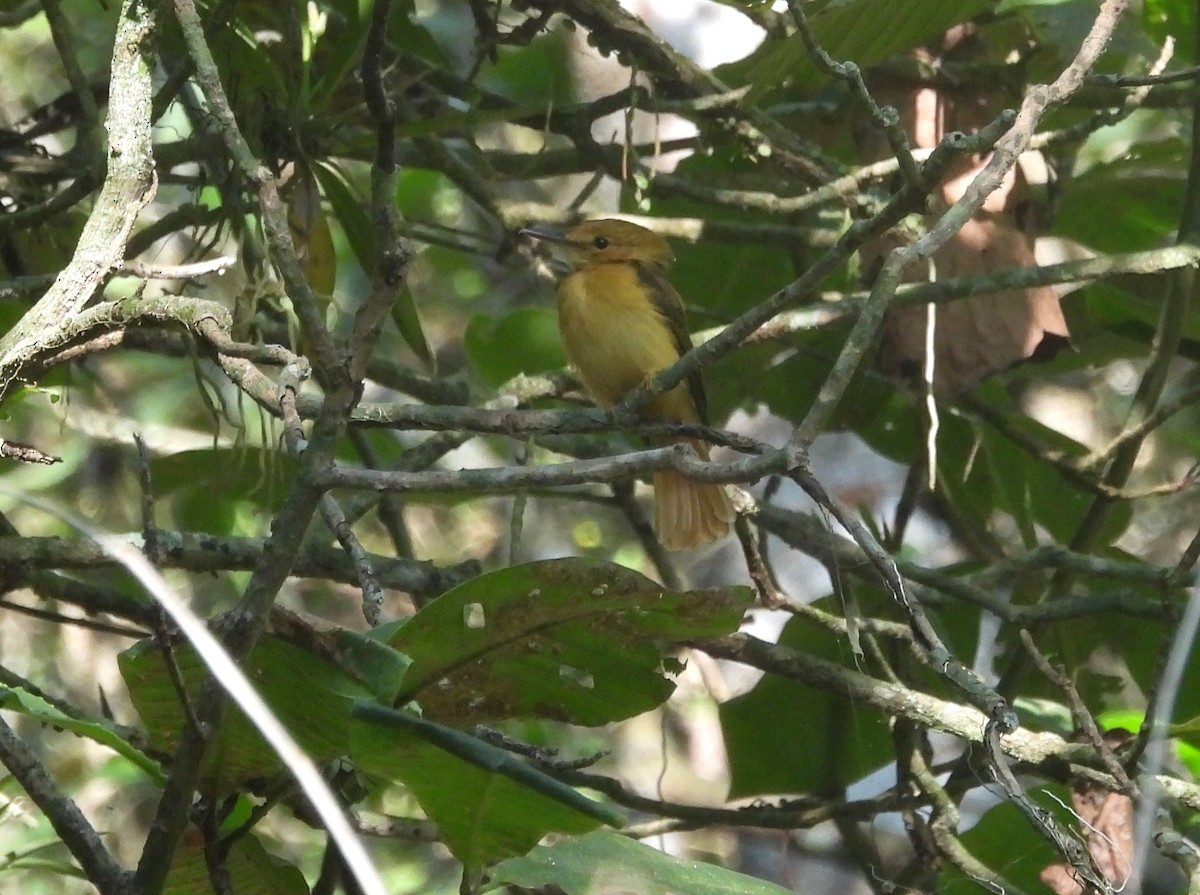 Tropical Royal Flycatcher (Pacific) - ML621886797