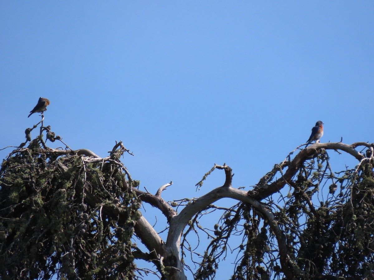 Eastern Bluebird - ML621886804