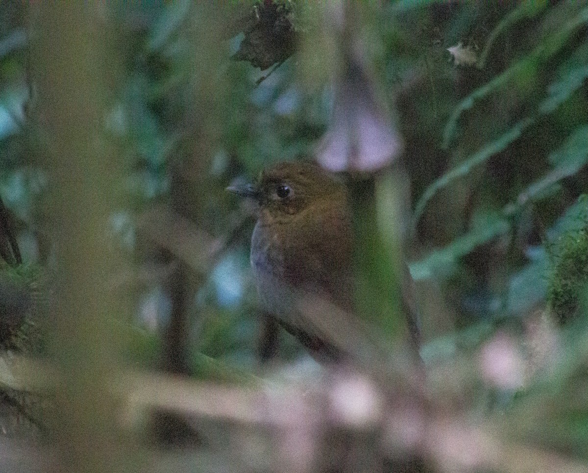 Urrao Antpitta - Santiago Cañaveral Suarez