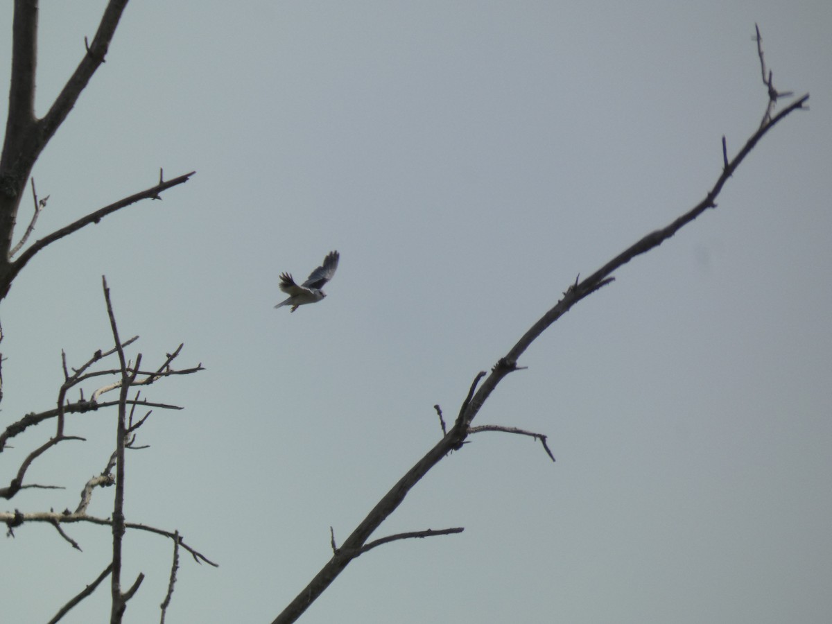 Black-winged Kite - ML621886888