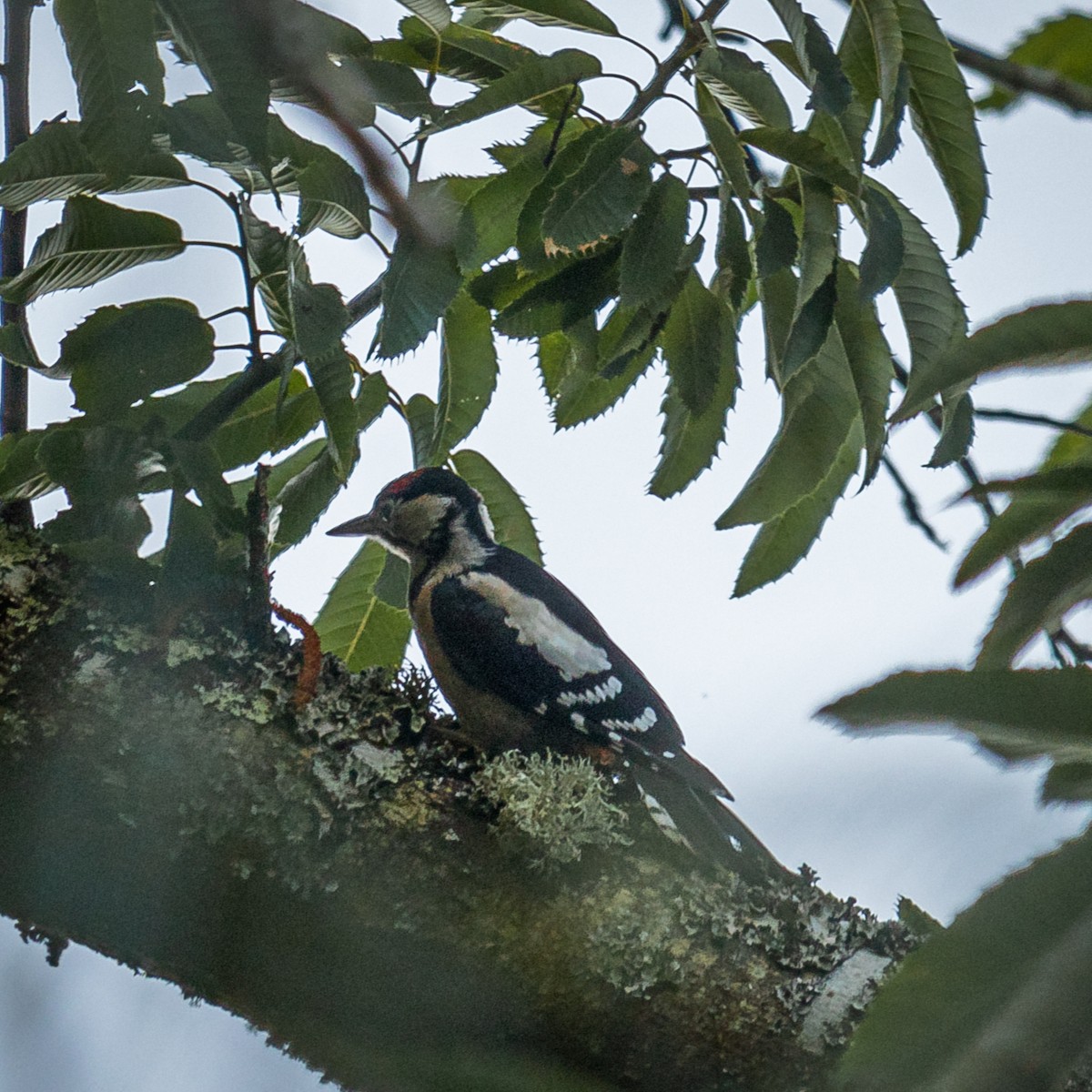 Great Spotted Woodpecker - ML621886899