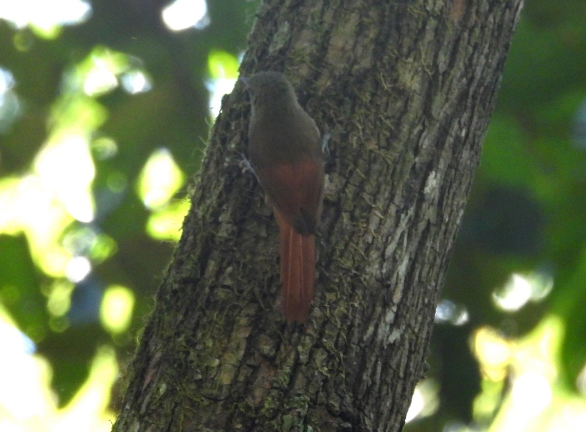 Olivaceous Woodcreeper (Pacific) - ML621886902