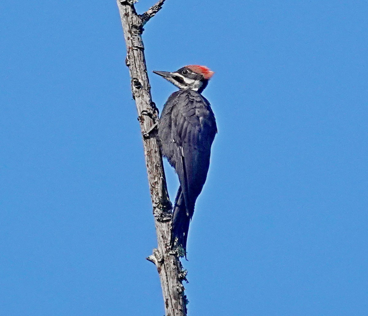 Pileated Woodpecker - ML621886969