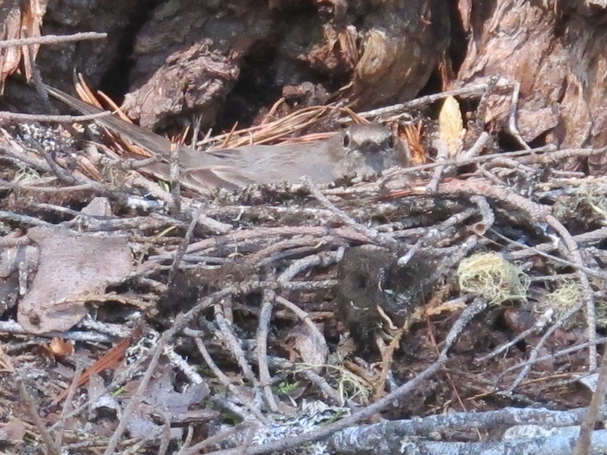 Townsend's Solitaire - ML62188701