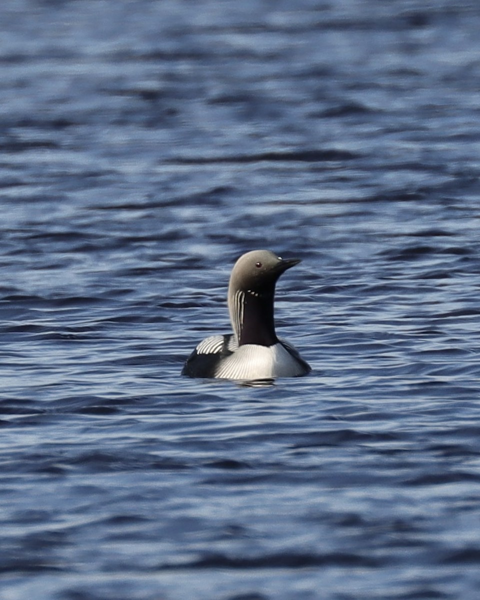 Pacific Loon - ML621887058