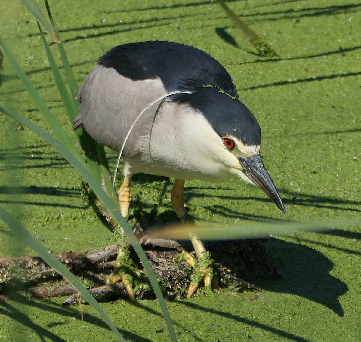 Black-crowned Night Heron - ML621887335