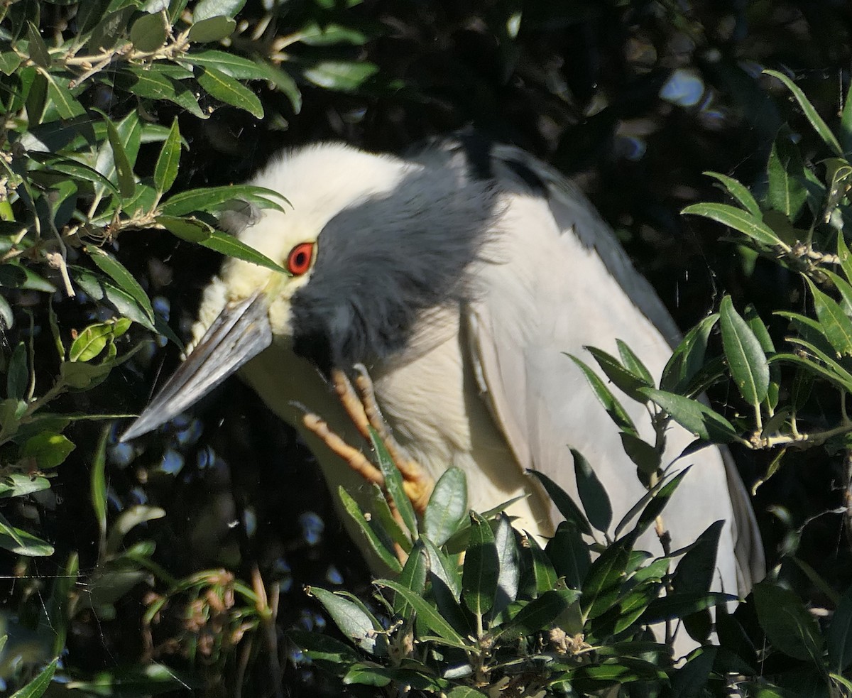 Black-crowned Night Heron - ML621887337