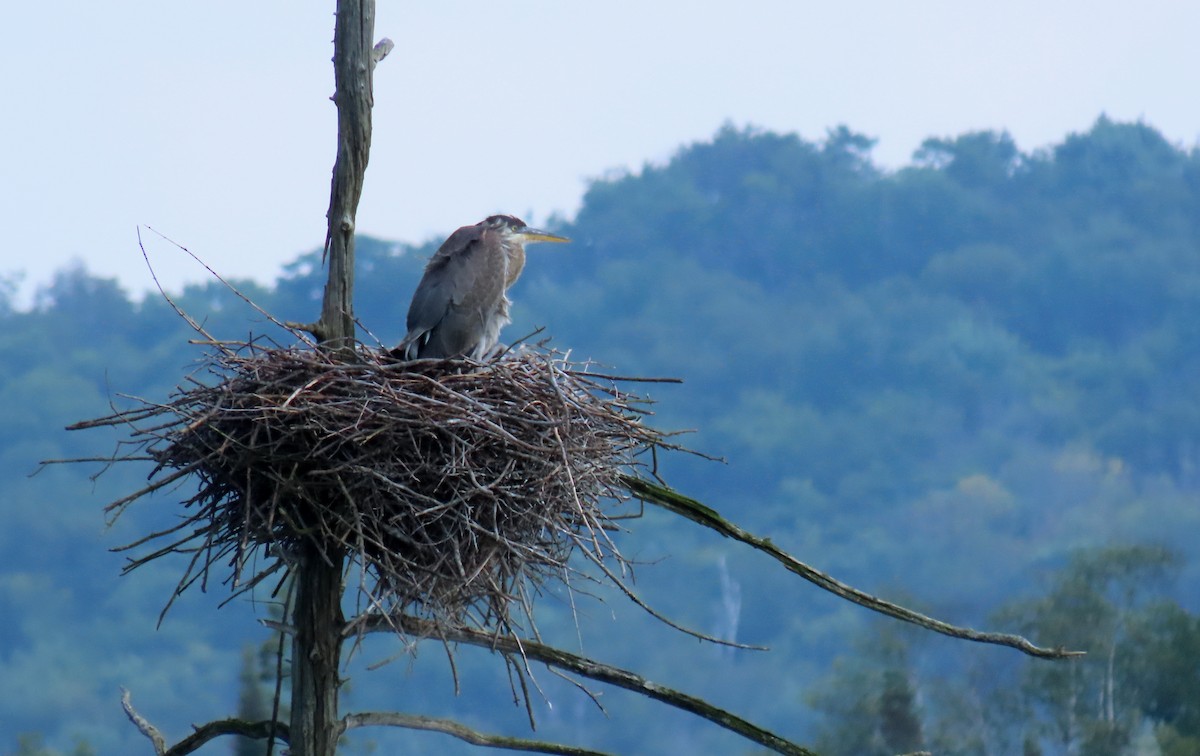 Great Blue Heron - ML621887355