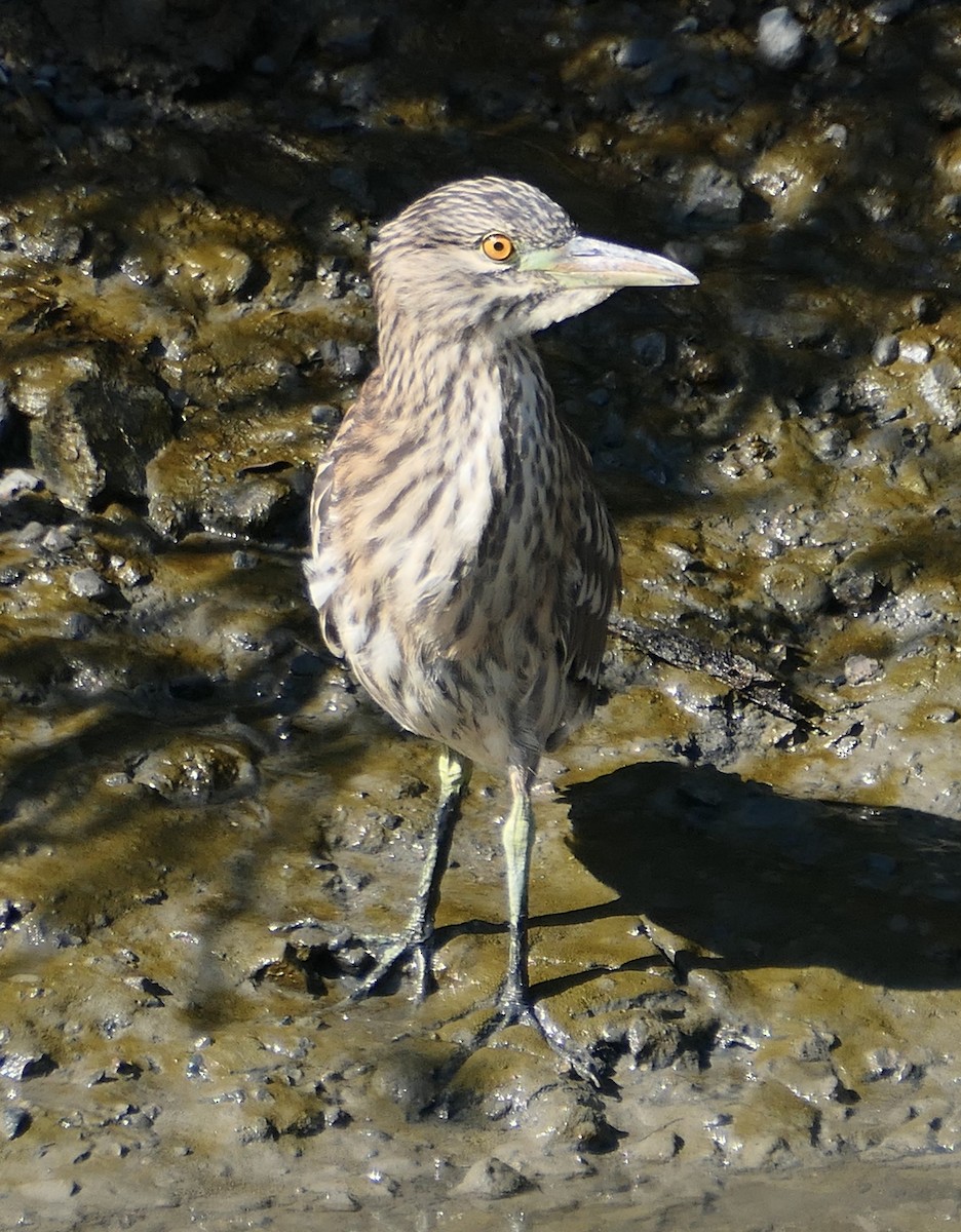 Black-crowned Night Heron - ML621887388