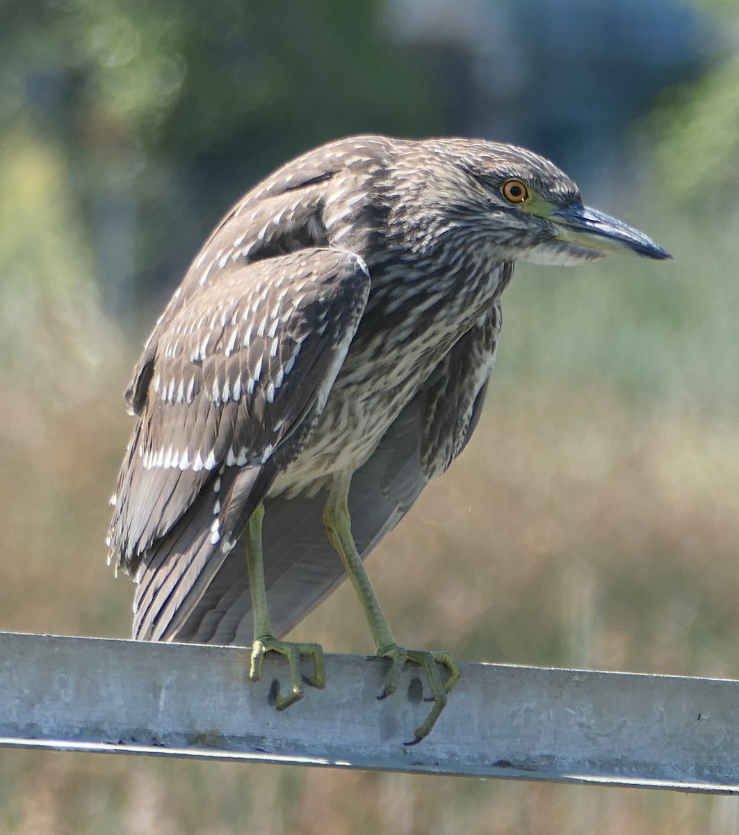 Black-crowned Night Heron - ML621887409