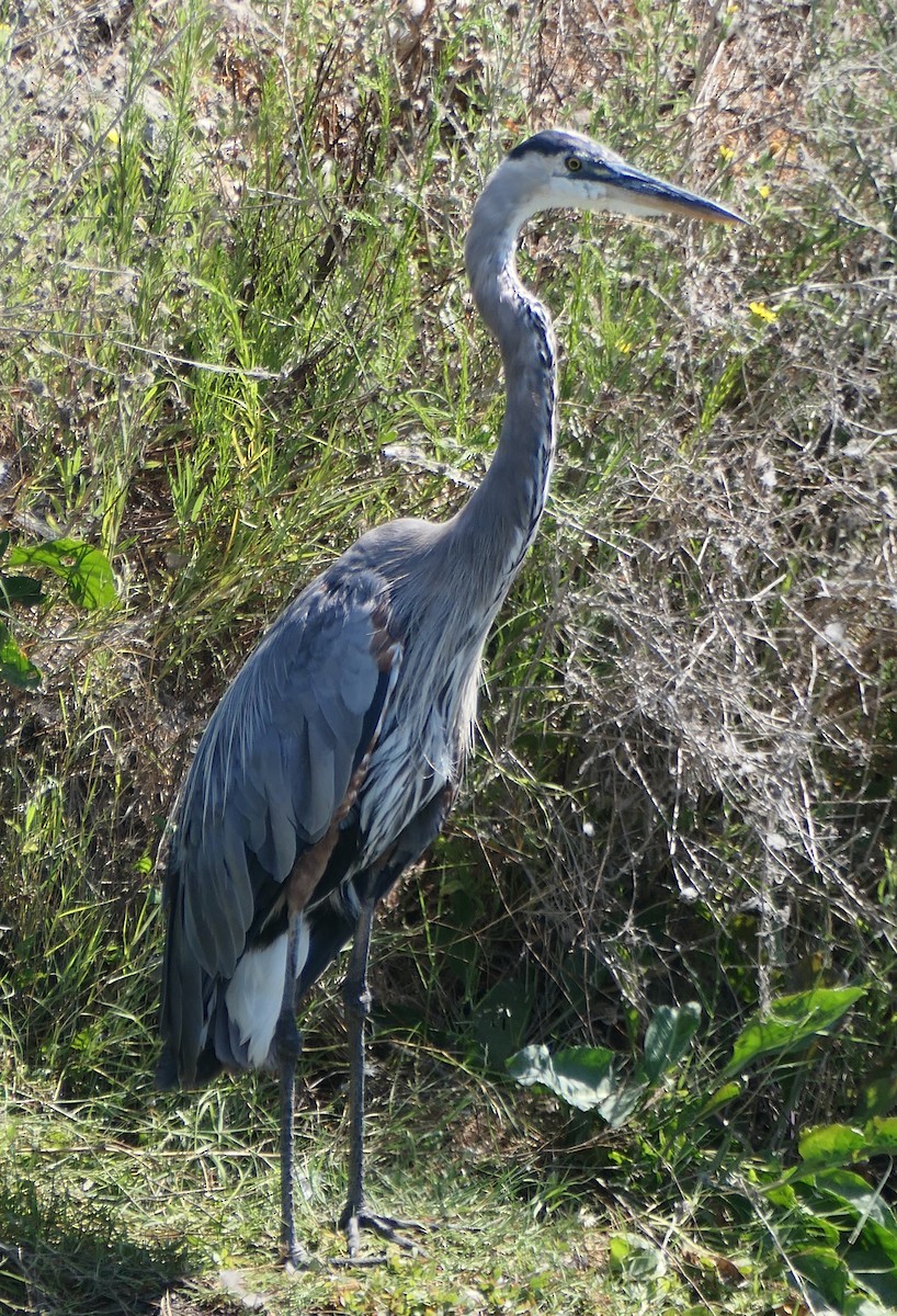 Great Blue Heron - ML621887416