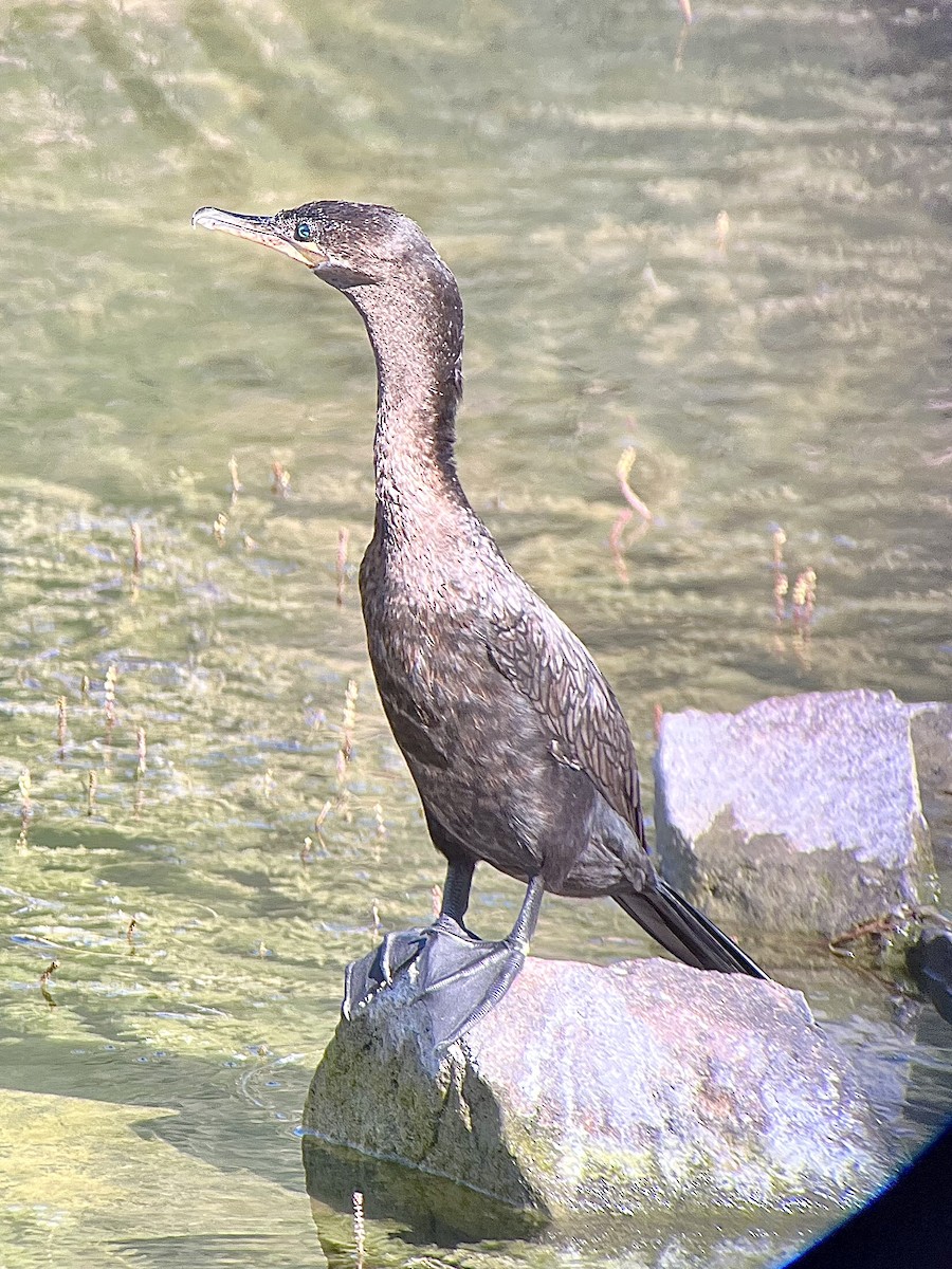 Neotropic Cormorant - ML621887533